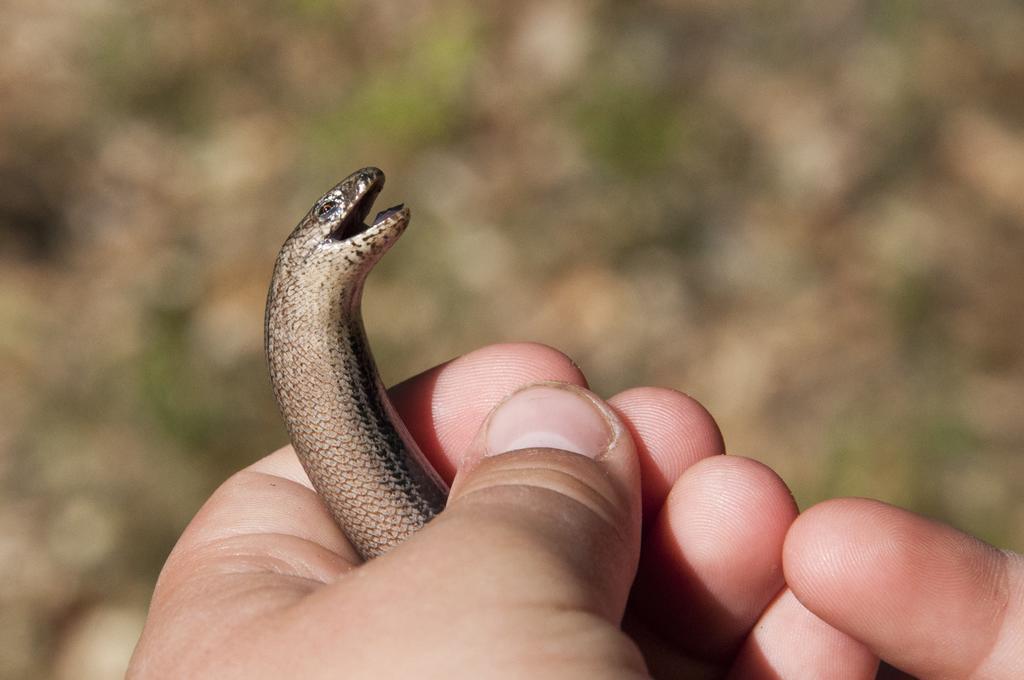 Feriendomizil Alter Garten Temmen-Ringenwalde Zewnętrze zdjęcie